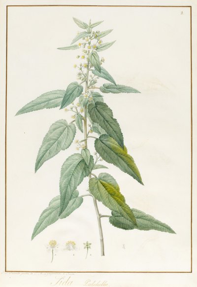 Sida Pulchella by Pierre Joseph Redouté